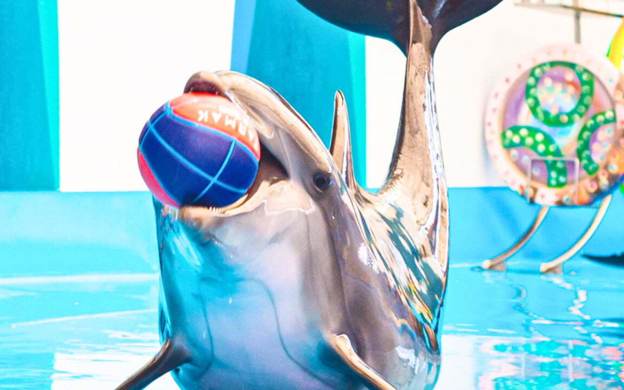 The cuteness of dolphins at Pattaya Dolphinarium